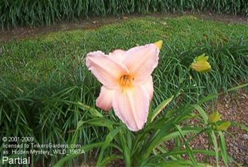 HIDDEN MYSTERY   #97